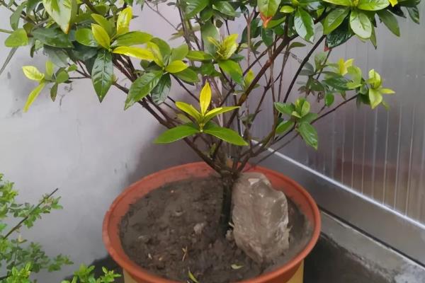 栀子花不开花怎么处理，生长期要保持盆土湿润