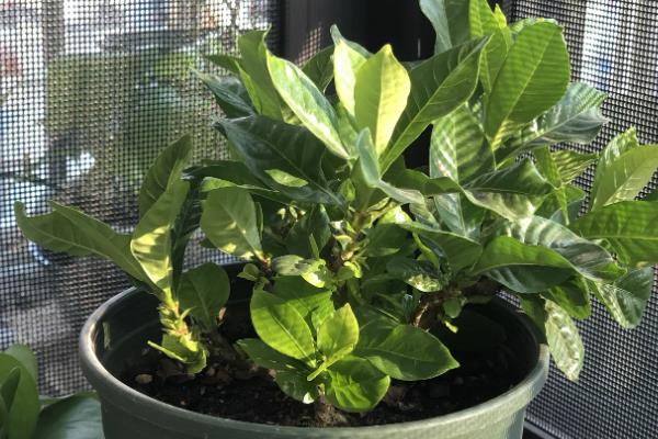 栀子花不开花怎么处理，生长期要保持盆土湿润