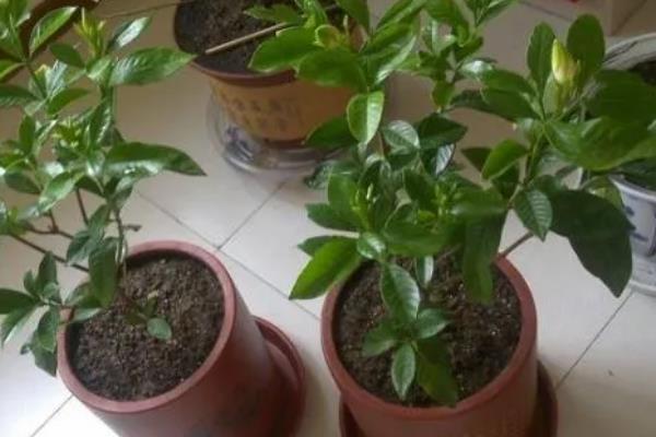 栀子花不开花怎么处理，生长期要保持盆土湿润