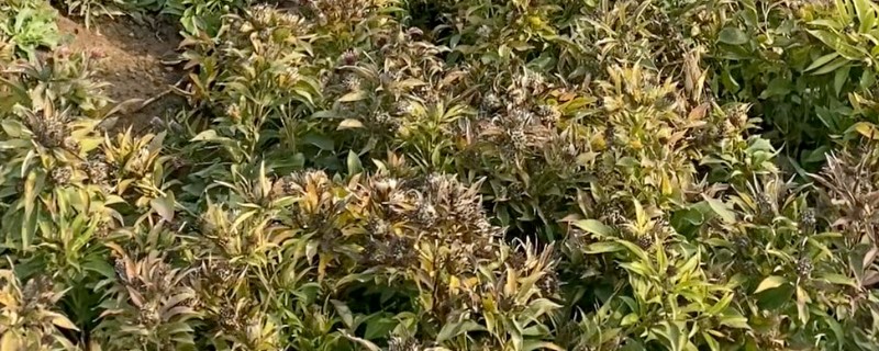 中药材常见病虫害及防治技巧，常见的有根腐病、根结线虫病等