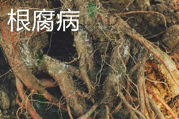 中药材常见病虫害及防治技巧，常见的有根腐病、根结线虫病等