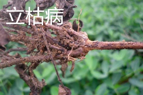 中药材常见病虫害及防治技巧，常见的有根腐病、根结线虫病等