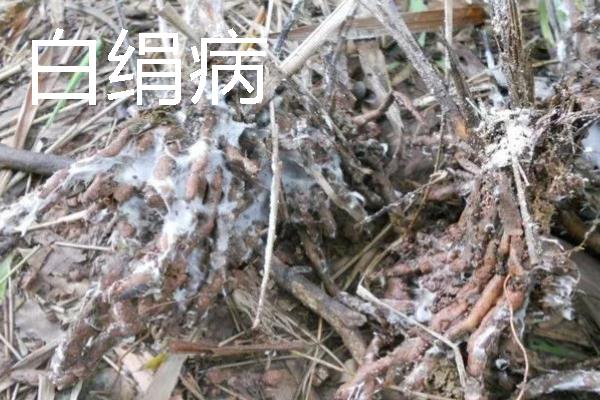 中药材常见病虫害及防治技巧，常见的有根腐病、根结线虫病等