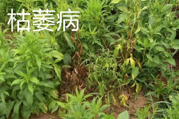 中药材常见病虫害及防治技巧，常见的有根腐病、根结线虫病等