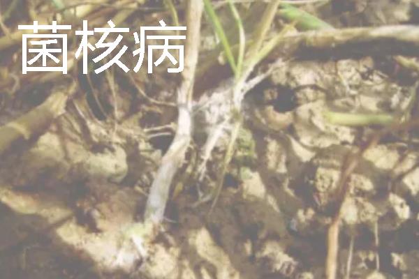 中药材常见病虫害及防治技巧，常见的有根腐病、根结线虫病等