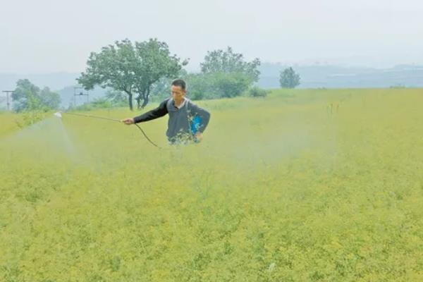 中药材常见病虫害及防治技巧，常见的有根腐病、根结线虫病等
