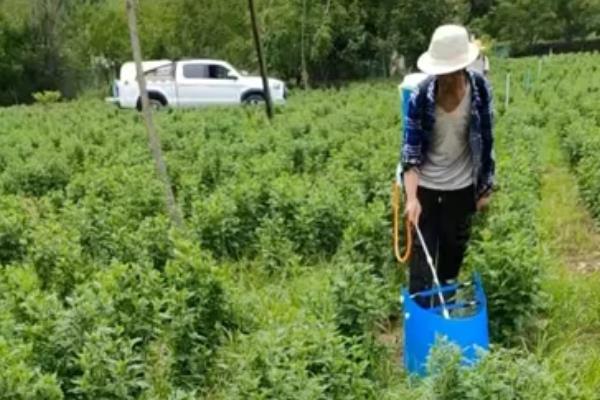 中药材常见病虫害及防治技巧，常见的有根腐病、根结线虫病等