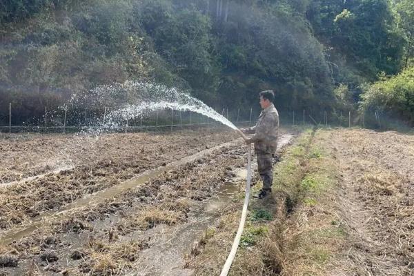 中药材常见病虫害及防治技巧，常见的有根腐病、根结线虫病等