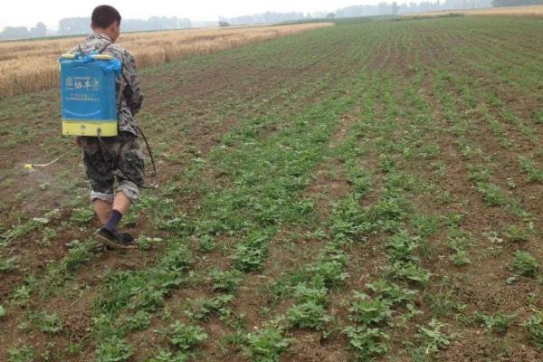 中药材常见病虫害及防治技巧，常见的有根腐病、根结线虫病等