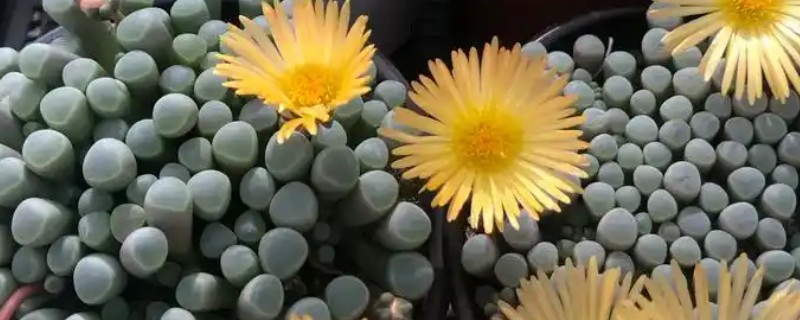 五十铃玉的开花时间，花期一般为9-12月份