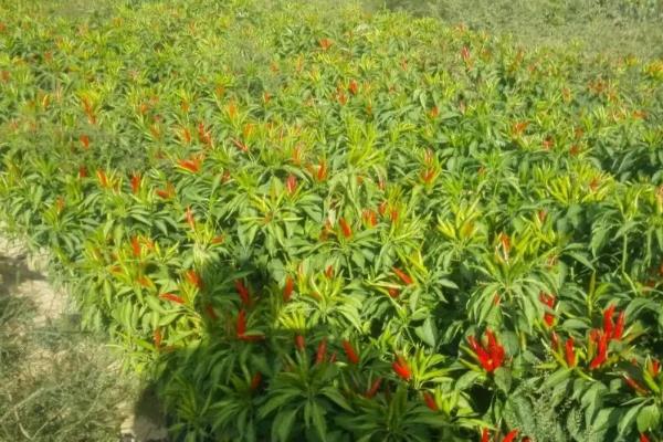 朝天椒简介，是一年生或多年生草本植物
