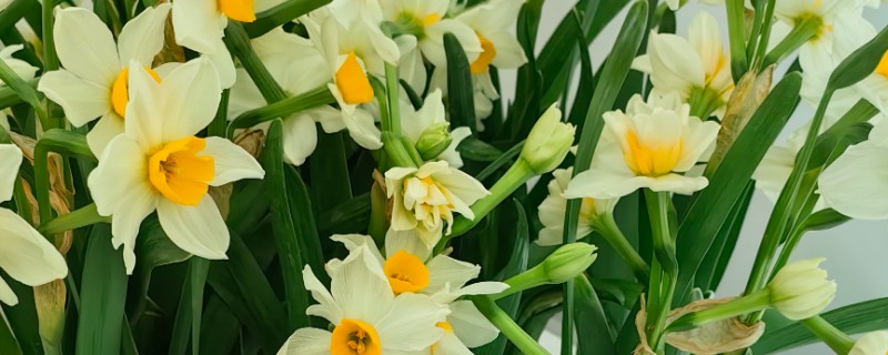 正月十五开哪些花，有水仙花、一品红等