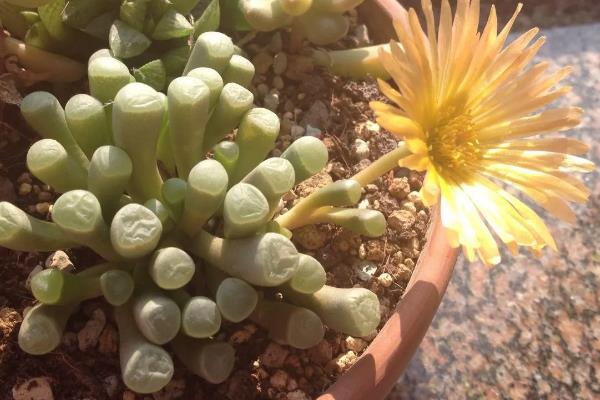 五十铃玉的开花时间，花期一般为9-12月份