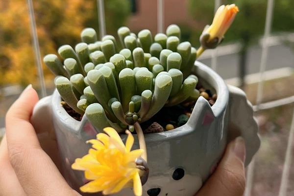 五十铃玉的开花时间，花期一般为9-12月份
