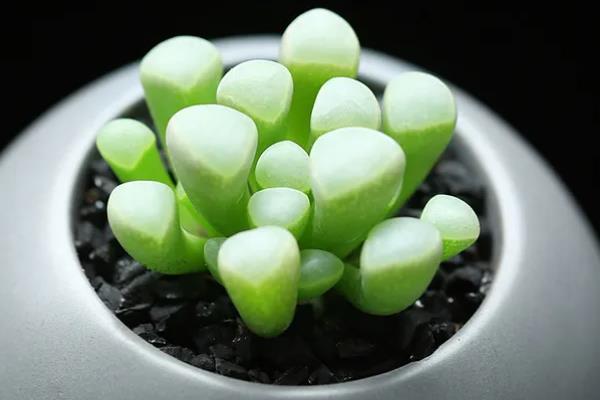 五十铃玉的开花时间，花期一般为9-12月份