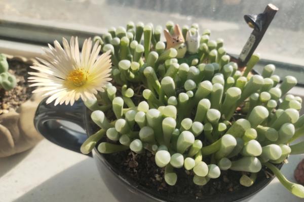 五十铃玉的开花时间，花期一般为9-12月份