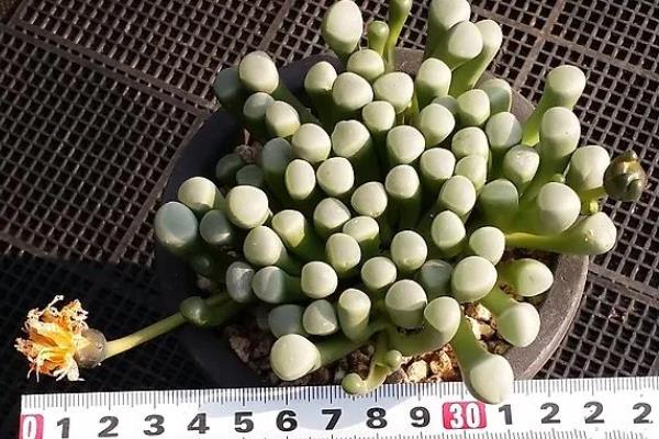 五十铃玉的开花时间，花期一般为9-12月份