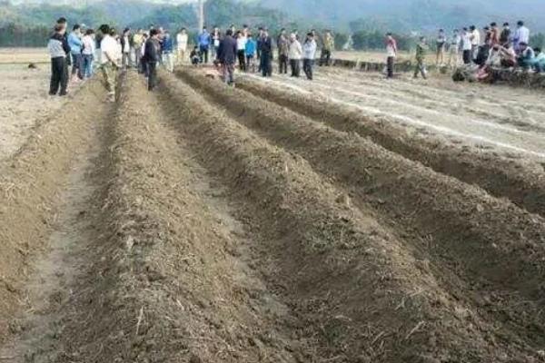 草莓怎么繁殖，以播种、分株等方式为主