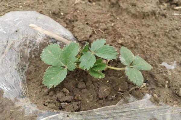 草莓怎么繁殖，以播种、分株等方式为主
