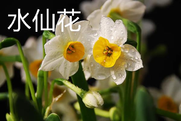 正月十五开哪些花，有水仙花、一品红等