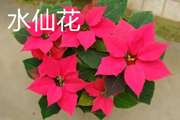 正月十五开哪些花，有水仙花、一品红等