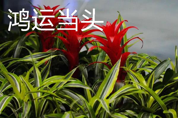 正月十五开哪些花，有水仙花、一品红等