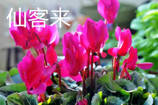 正月十五开哪些花，有水仙花、一品红等