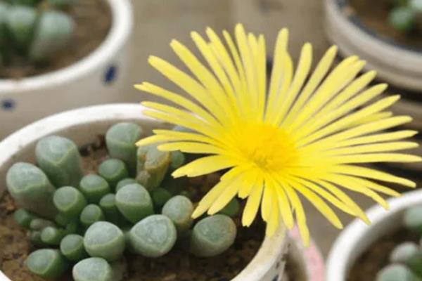 五十铃玉的开花时间，花期一般为9-12月份