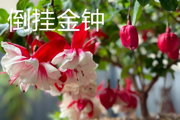 正月十五开哪些花，有水仙花、一品红等