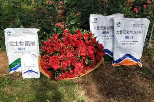 正月十五开哪些花，有水仙花、一品红等