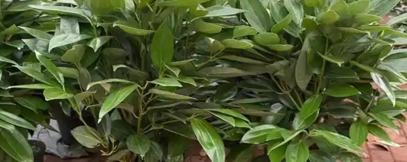 如何让平安树的叶片变绿，每隔20天追施一次稀薄的液肥