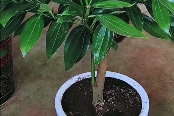 如何让平安树的叶片变绿，每隔20天追施一次稀薄的液肥
