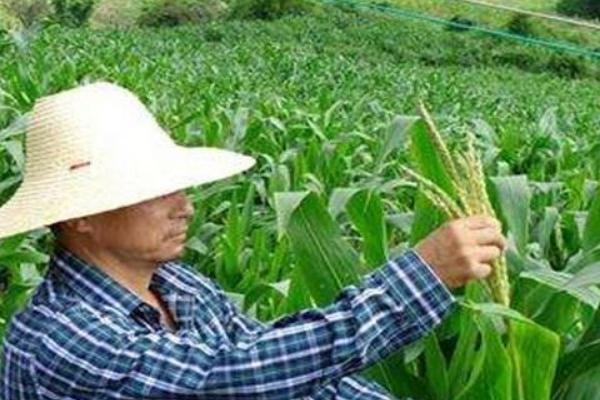 玉米缺粒秃尖的原因，可能是种植密度过大所致