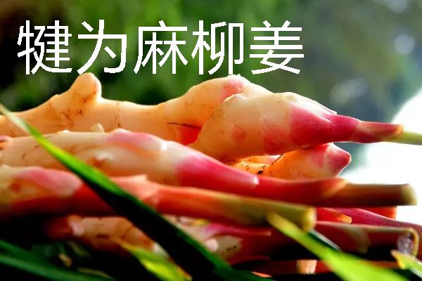 四川犍为县的特产，犍为麻柳姜品质优良