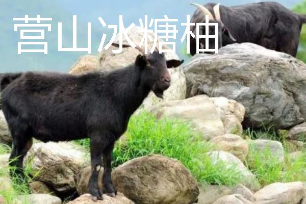 四川犍为县的特产，犍为麻柳姜品质优良