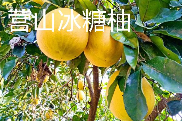 四川犍为县的特产，犍为麻柳姜品质优良