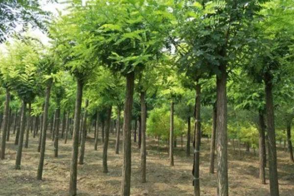 农村的洋槐木用途，枝条可做成果园围墙花朵可食用