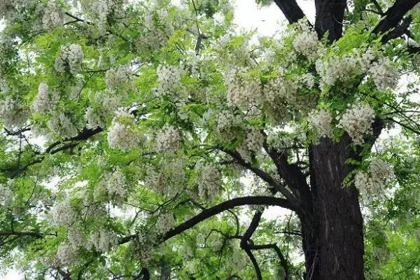 农村的洋槐木用途，枝条可做成果园围墙花朵可食用