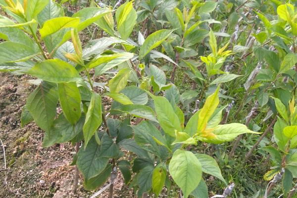 三华李的种植方法，带土种植可让它快速适应新环境