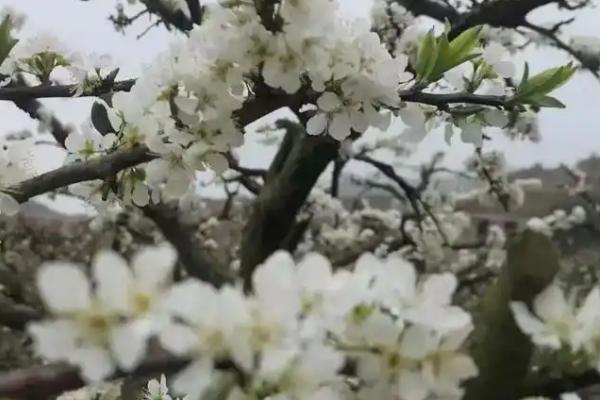三华李的种植方法，带土种植可让它快速适应新环境