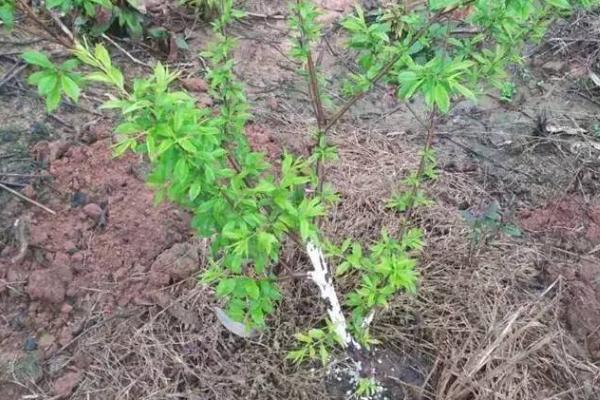 三华李的种植方法，带土种植可让它快速适应新环境