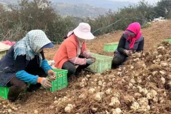 兰州百合鳞片的种植方法，春秋两季均可进行