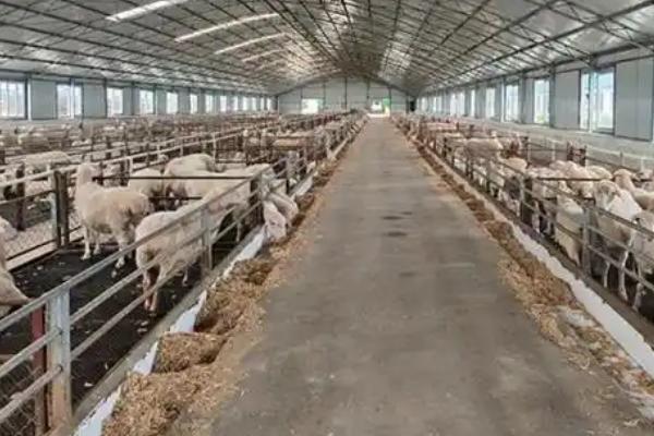 养羊失败的主要原因，可能是环境条件差所致