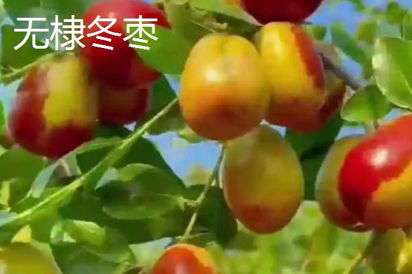山东省无棣县的特产，有无棣大山烧鸡、汪子岛鳎麻鱼等