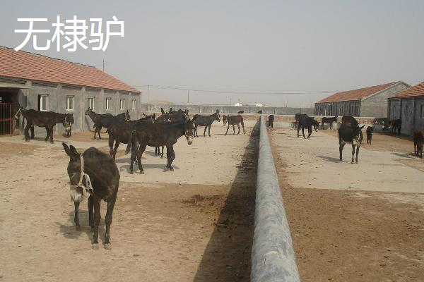 山东省无棣县的特产，有无棣大山烧鸡、汪子岛鳎麻鱼等