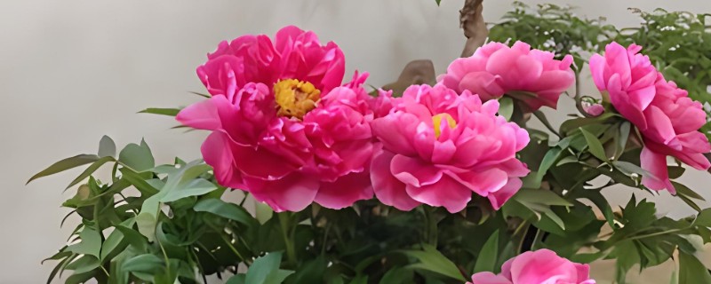 牡丹花花苞萎缩如何处理，缺少光照时需转移到采光良好的位置