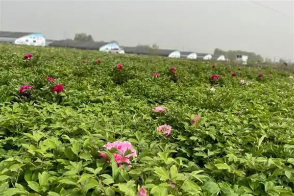 牡丹花花苞萎缩如何处理，缺少光照时需转移到采光良好的位置