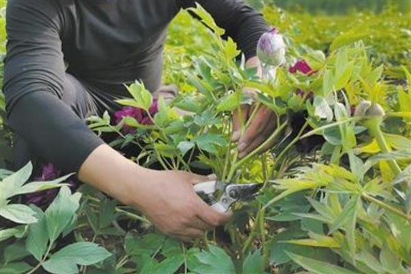 牡丹花花苞萎缩如何处理，缺少光照时需转移到采光良好的位置