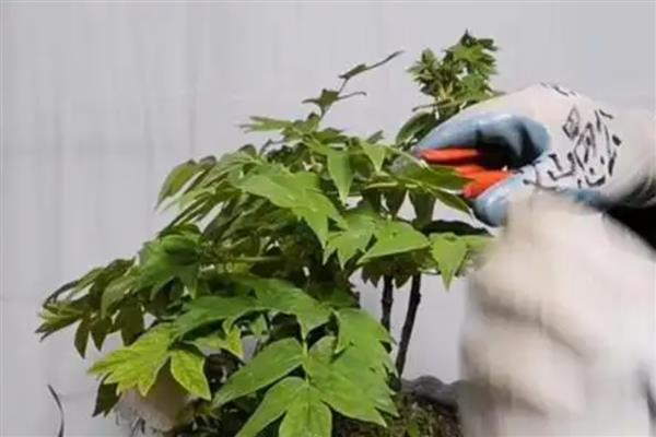 牡丹花花苞萎缩如何处理，缺少光照时需转移到采光良好的位置