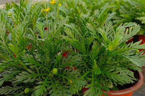 黄金菊的修剪方法，将顶部的新芽摘除可促进侧枝生长